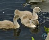 Mute Swan 9R054D-110